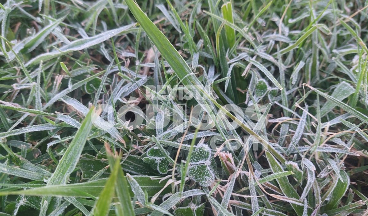 Ola polar en Misiones: Posadas registró -1 °C y se reportaron heladas intensas